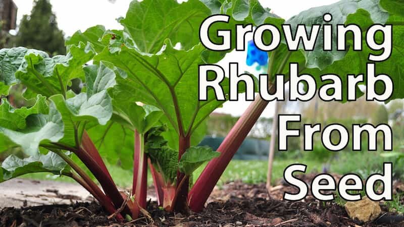 Grow Rhubarb From Seed