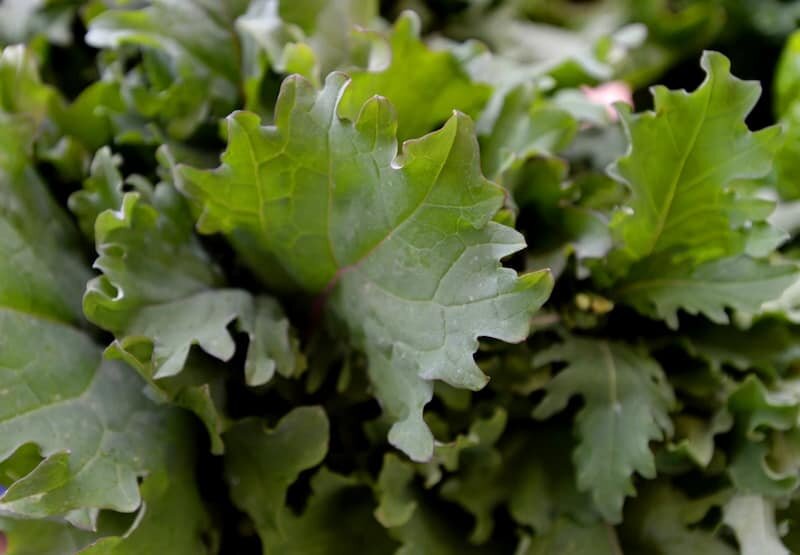 How To Tell If Kale Is Bad