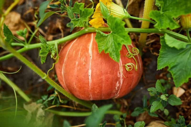What Grows Well With Pumpkins