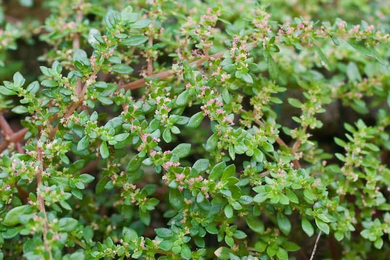 How To Grow Pilea Microphylla Variegata