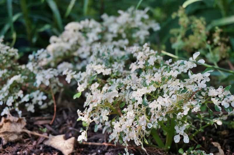 Pilea Microphylla Variegata